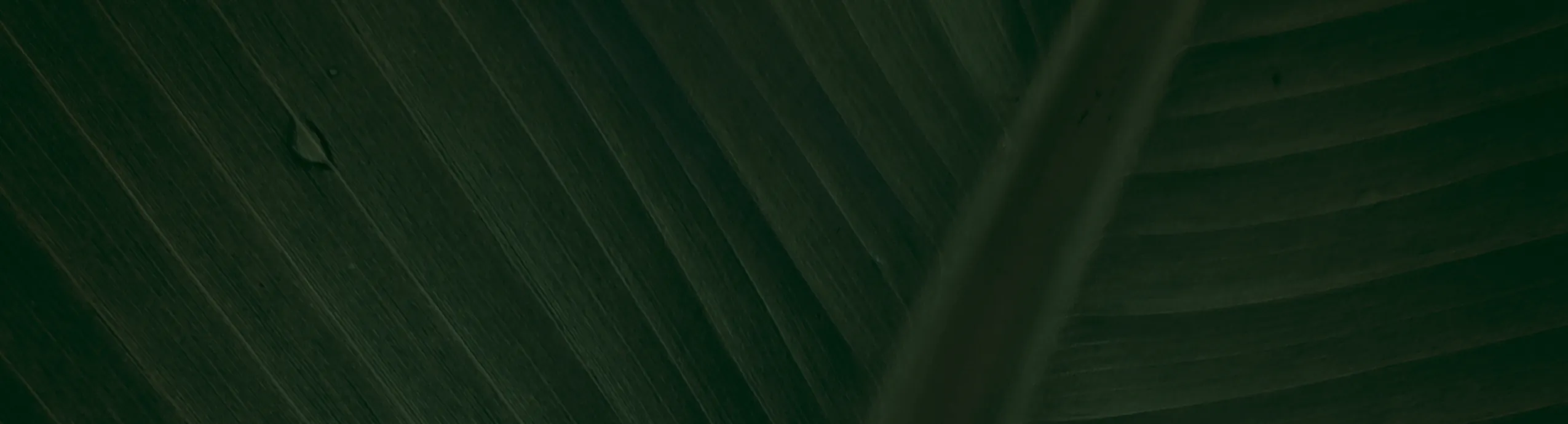 All In 1 Bar Limited Edition